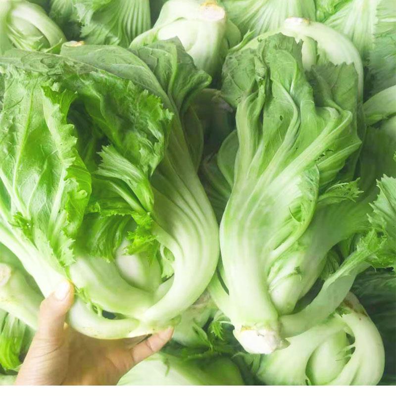 广西新鲜芥菜大叶青菜卷心肉菜苦菜可做酸菜当季蔬菜3斤4300g