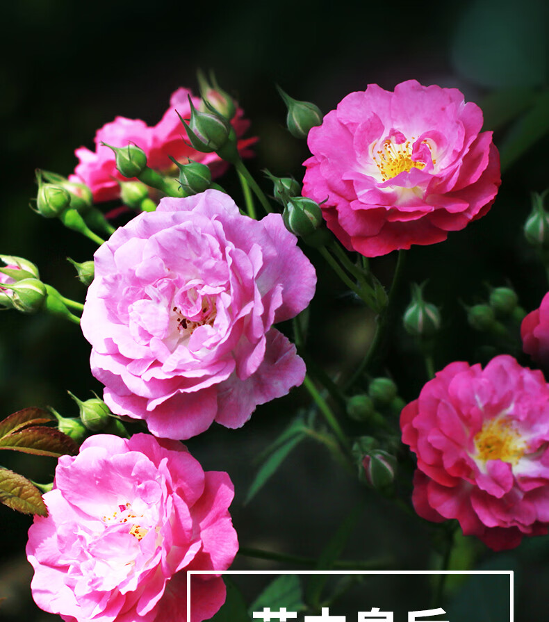 绿色中大苗盆栽室内庭院地栽灌木浓香月季花苗卉苏萨大苗不含盆