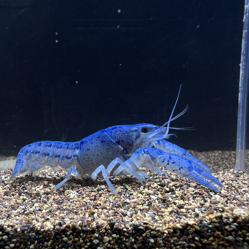观赏虾水族淡水宠物佛蓝白橘鳌虾活体宠物龙纹鳌虾淡水小龙虾 蓝鳌虾1