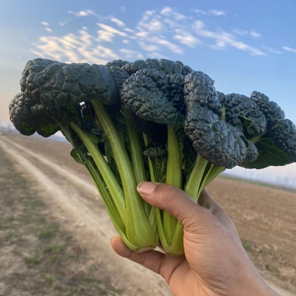 矮脚黑白菜新鲜蔬菜黑叶白菜乌塌菜黑心乌菜菊心菜乌白菜霜冻青菜黑白