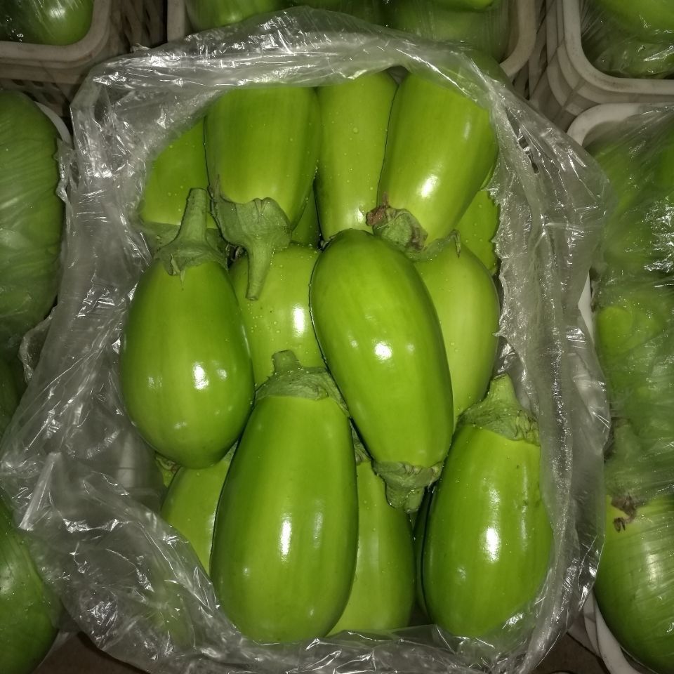 东北特产大绿茄子农家自种新鲜现货绿皮茄子生吃青茄蔬菜5斤