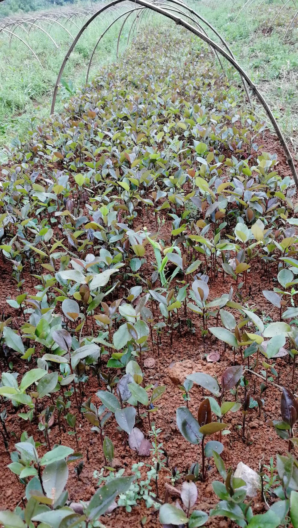 油茶苗茶树苗油茶芽苗籽播油茶奶苗茶树实生苗未嫁接的20厘米以上一千