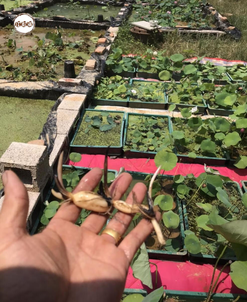 江影清微型碗莲藕鞭精品重瓣单瓣小微型荷花 四季可以栽 种藕 联系