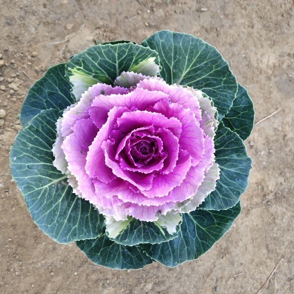 新型羽衣甘蓝种子花卉观赏食用紫色蔬菜籽苗农家四季阳台盆栽秋春精选