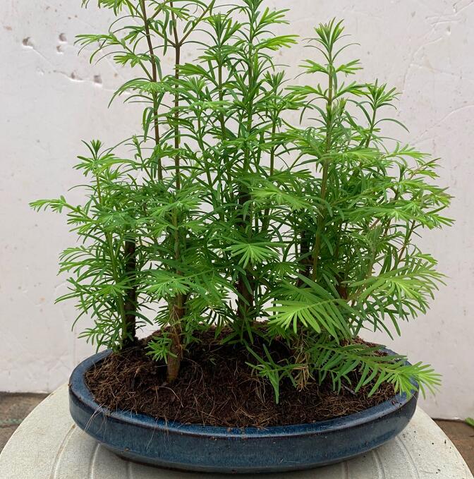 冬季落叶丛林水杉盆景盆栽客厅花卉绿植办公室家居植物羽杉丛林水杉