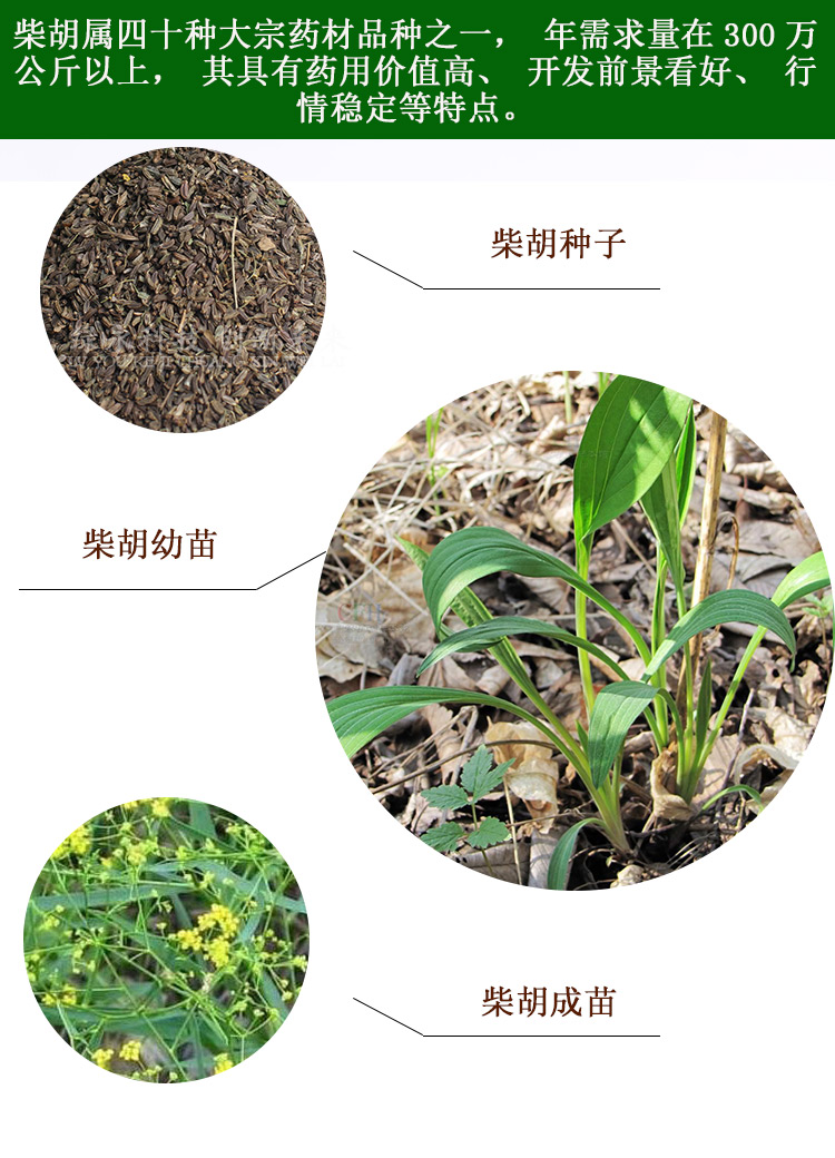 柴胡种子纯新中药材种苗北黑柴胡种籽保证发芽率提供种植技术 柴胡