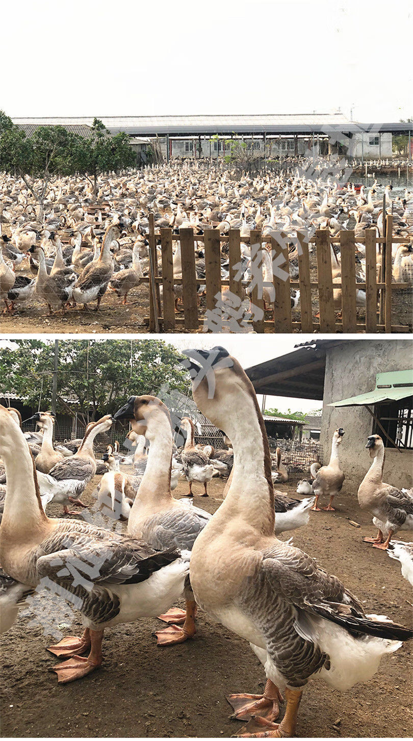 狮头鹅活体苗大种狮头鹅小鹅活体正宗纯种汕头狮头鹅活体小鹅活体