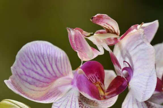 兰花螳螂活体大魔花螳螂刺花螳螂办公室另类宠物儿童生日礼物兰花螳螂