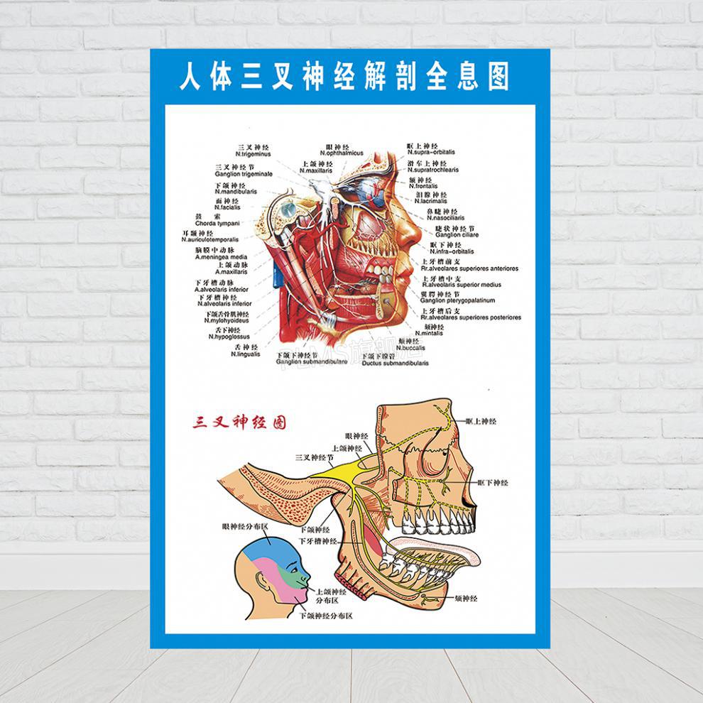 医院科室挂图头部脑神经解剖示意图宣传画教学医院科室人体医学挂图