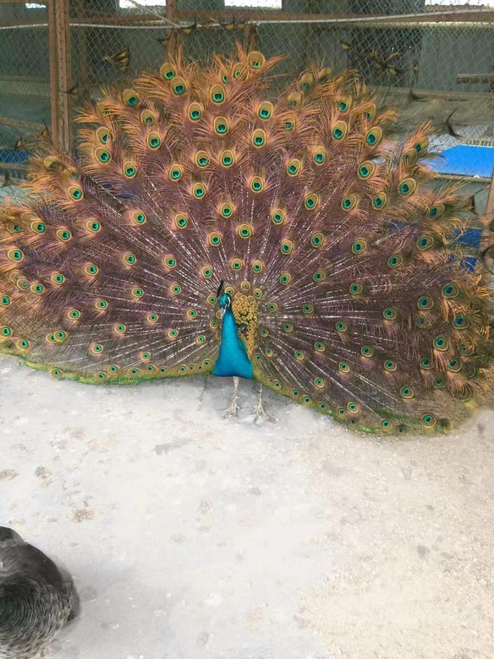 安小离活体幼苗变异白花孔雀脱温幼崽宠物观赏鸟可以食用孔雀种蛋 白