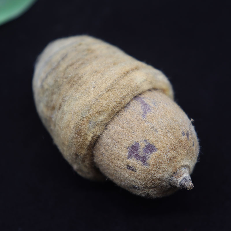 狗鞭果广西野生风流果猪仔粒男人泡酒料中药材干货毛毛大果锁阳果500