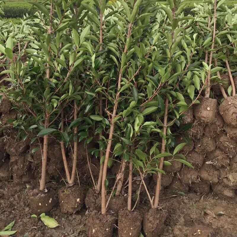 汉柠泰国无籽山竹果树苗山竹树苗南方北方种植四季盆栽地栽当年结果无