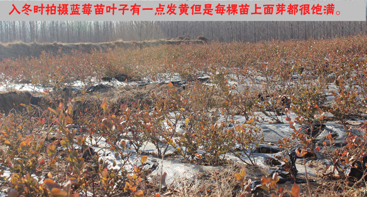 蓝莓苗的栽植和培育技术视频