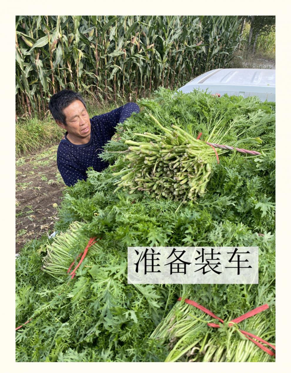 赤峰芥菜英子东北芥菜樱子咸菜 缨子咸菜雪里红菜农家腌制 芥菜樱子2