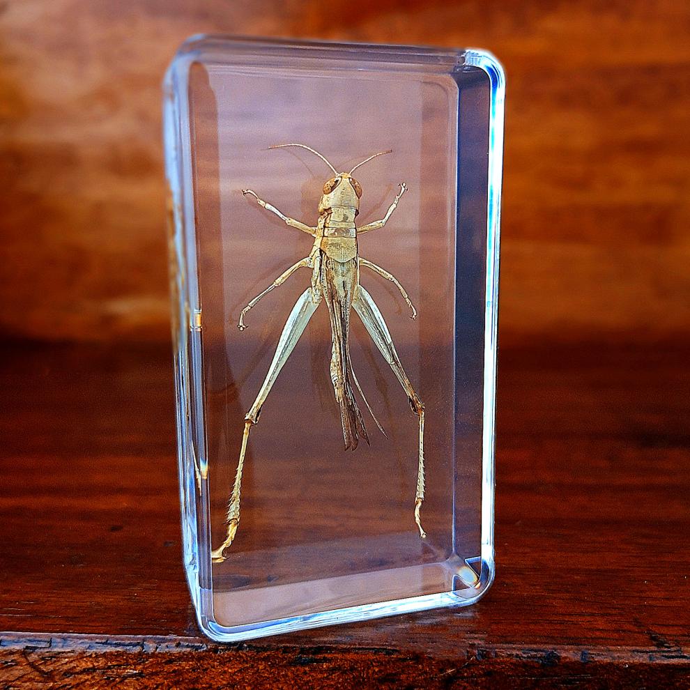 幼儿园真实动物昆虫树脂标本蟋蟀蜘蛛蝎子蝗虫蜈蚣蟑螂蜜蜂蝴蝶黑蝎翘