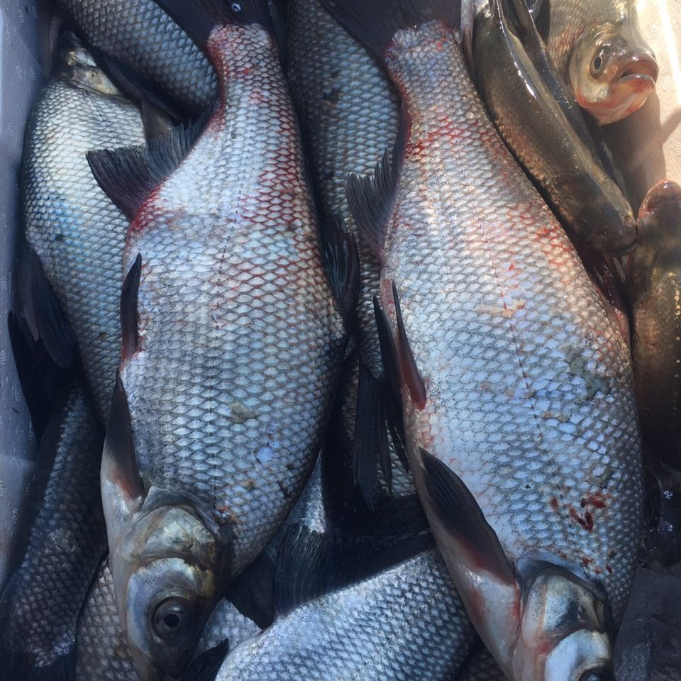 lism[三花五罗]松花江岛子鱼新鲜活鱼淡水翘嘴岛子鱼 5斤顺丰