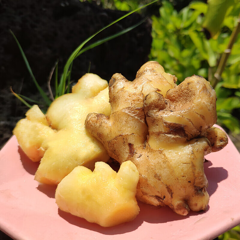 小黄姜新鲜红芽子姜嫩姜仔姜生姜10斤泡醋鲜姜蔬菜