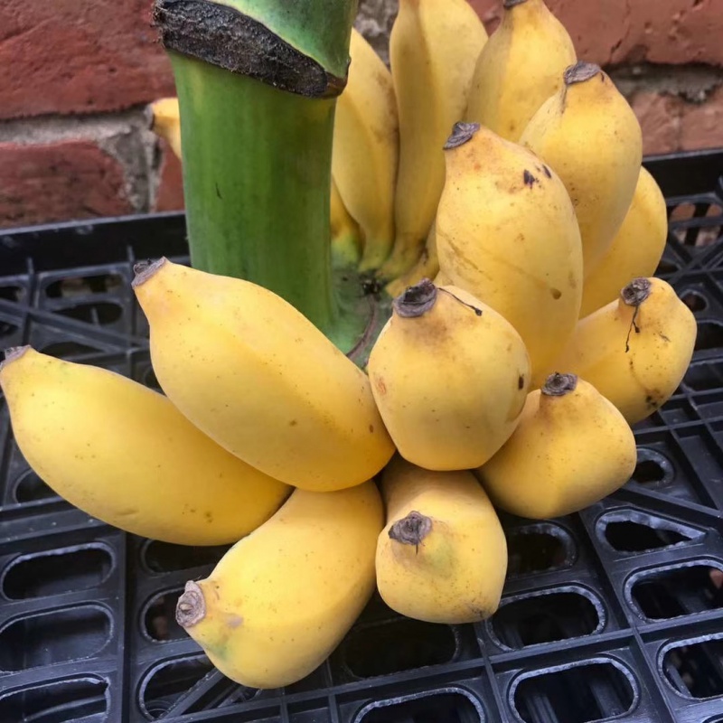小黄苹果蕉正宗新鲜香蕉10斤水果当季整箱自然熟粉蕉海南大芭蕉 5000g