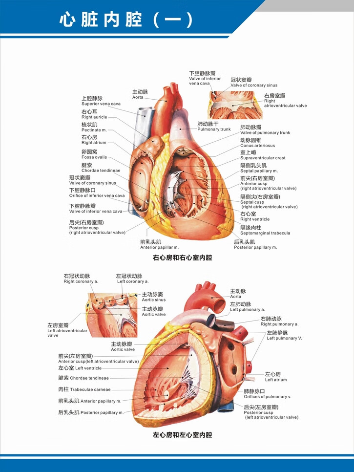 医院科室挂图 心脏解剖图结构图构造图示意图心血管内科中英文医院