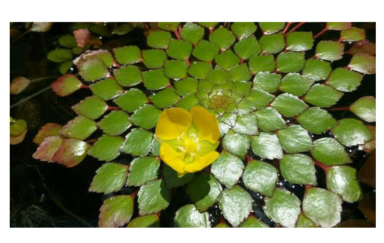 危地马拉水丁香水生植物浮萍水上烟火黄花菱稀有品种水草微景观 芝麻