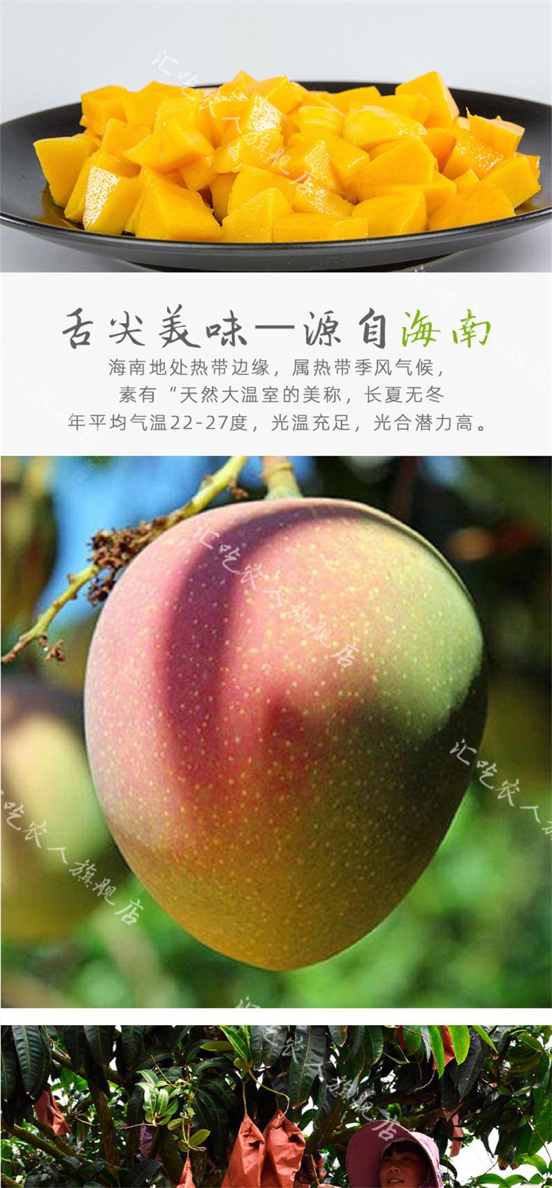 海南特产澳芒大芒果当季新鲜水果青皮奥青芒整箱10斤5斤