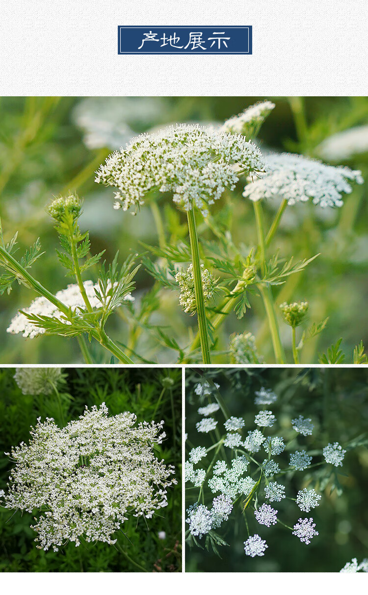 康中尊 蛇床子中药原材料蛇床籽中药蛇米男性250g另有五倍子淫羊藿