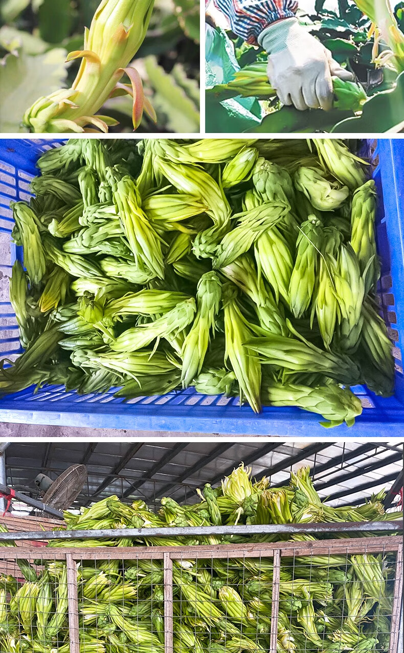 5折 霸王花干货 广东剑花霸王花500g新花煲汤料昙花新鲜干正规 新鲜干