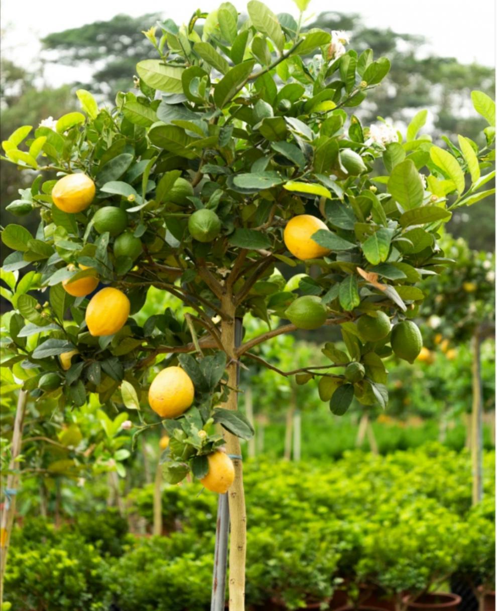 高杆香水柠檬树苗棒棒糖柠檬树盆栽大型绿植四季结果室内庭院阳台 高