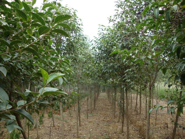 四季青高杆女贞树苗不落叶四季常青风景树大叶女贞树苗 1.