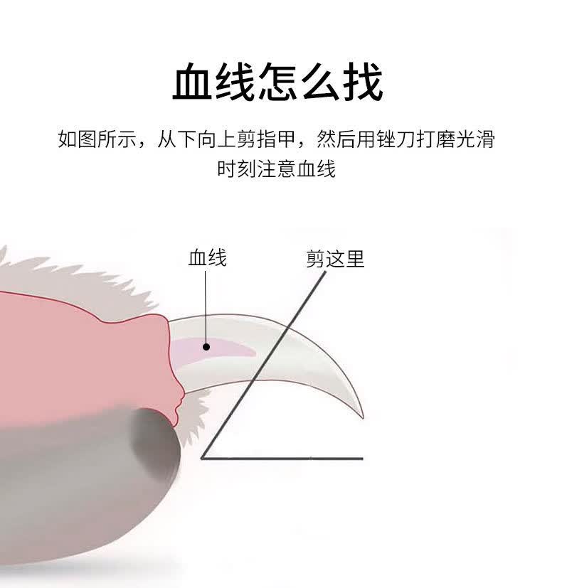 指甲钳专用幼猫剪刀led灯狗狗兔子猫用品全套 青春绿【火箭剪 照血线