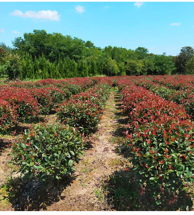 绿化植物红叶石楠球树苗高杆大树球形小苗庭院园林绿化苗工程室外常青