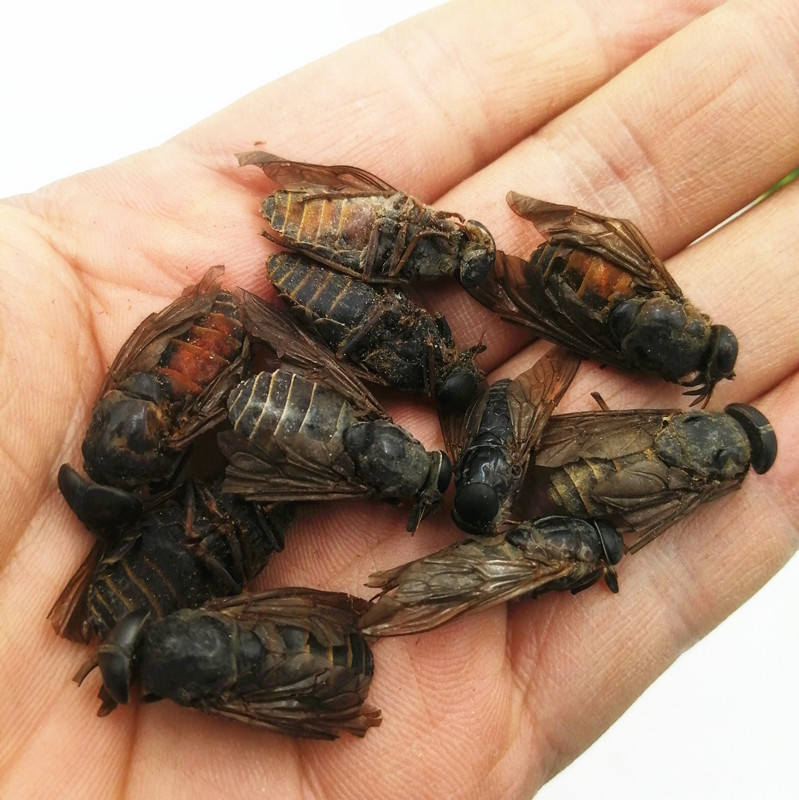 新货牛虻虫100g蜚虻 牛虻牛蚊子牛苍蝇 瞎虻虫中药材打粉【图片 价格