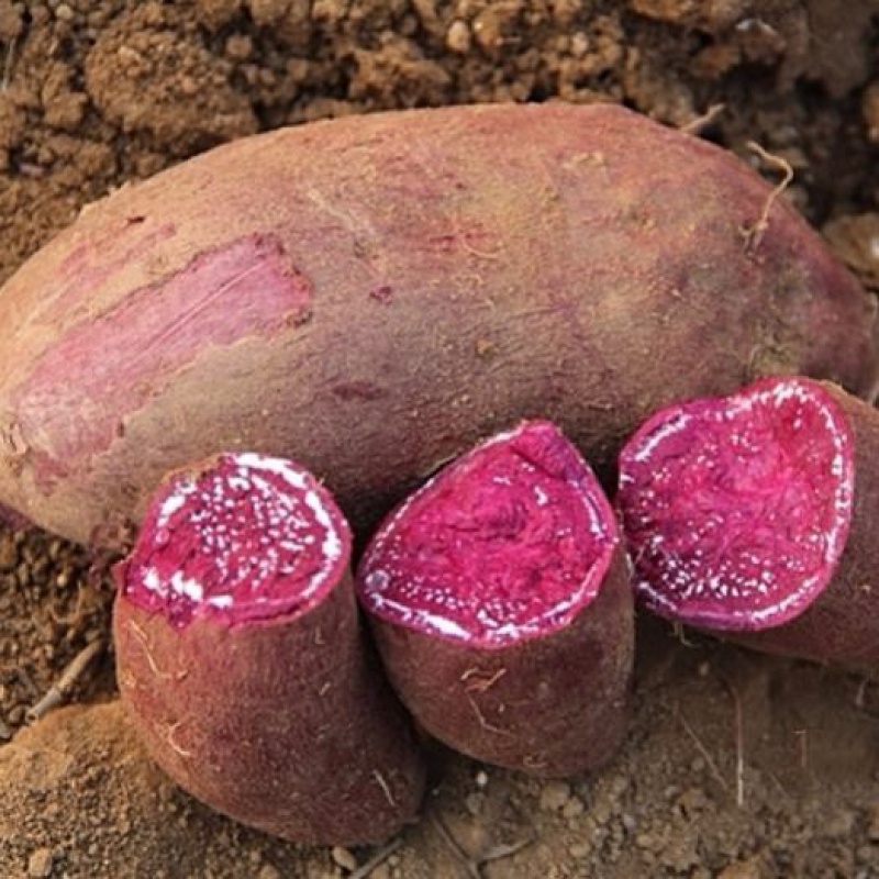 【拼购】山东沂蒙山紫薯紫罗兰红薯5斤(中大果)