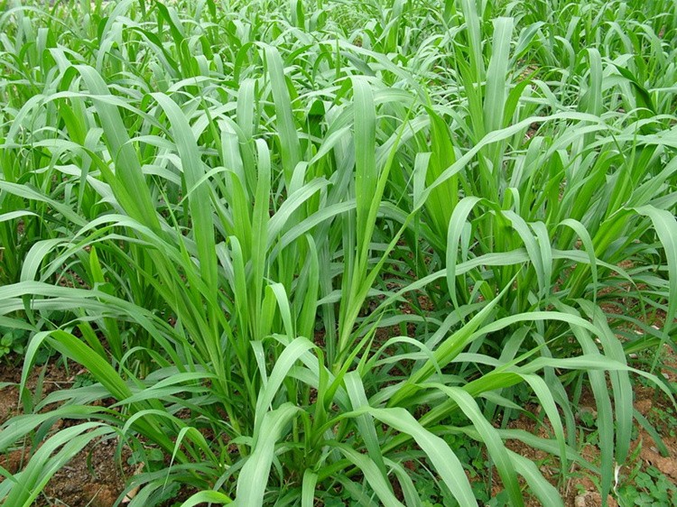 进口牧草种子四季多年生苏丹草种子喂牛喂羊喂鱼草籽种子渔草籽高产