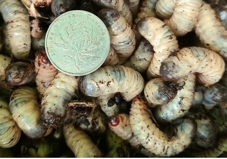 蛴螬 活虫鱼饵台钓鲤鱼草鱼雌虫子活物饵大白老母虫钓鱼昆虫饵 精选