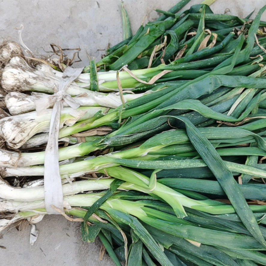 鸡腿葱新鲜大头葱农家自种鸡腿葱蔬菜冬储大葱5斤带叶鸡腿葱5斤带叶