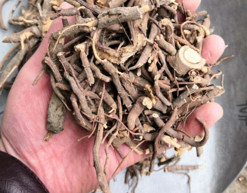 中草药 老虎刺中药材虎刺根 老鼠刺 绣花针 白凤珠 干品 老虎刺枝叶