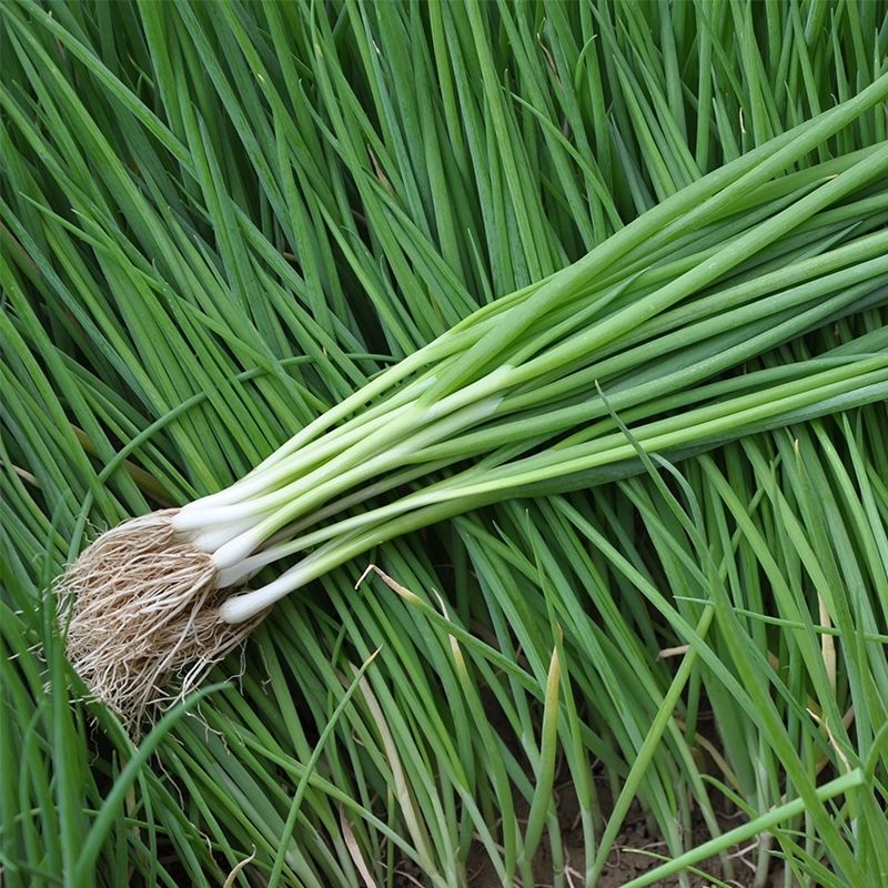 春光岛东北新鲜小葱小水葱打饭包香葱蘸酱菜鲜香微辣味道正宗 新鲜