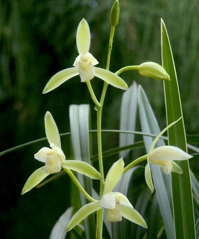 带花苞浓香正宗素心银边大贡古时贡品香味霸道清冽四季兰花6苗连体2