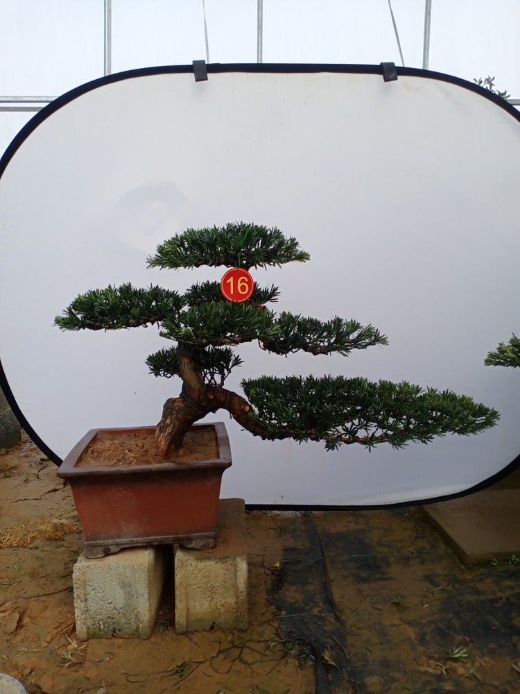 2米左右带长飘枝庭院四季常青罗汉松造型庭院 1到1.