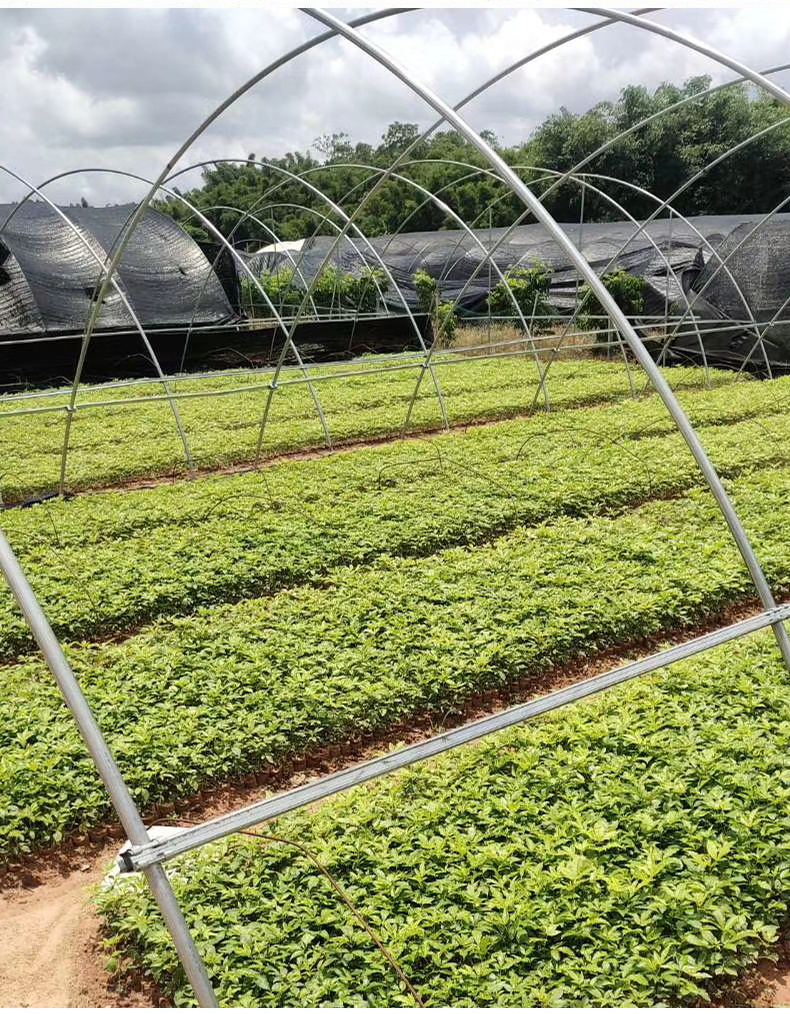 三叉苦树苗三桠苦正宗三丫苦药材种子苗落叶鸡骨树带土广西发货 三叉