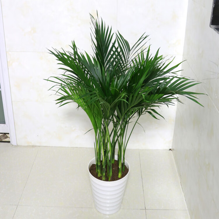 散尾葵凤尾竹室内客厅大型绿植袖珍椰子凤尾竹花卉盆栽植物原盆原土