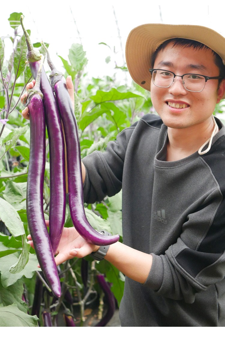 杭茄一号长茄种子苗特大线茄茄子大全秧四季菜蔬菜种籽秧苗孑茄苗圆茄