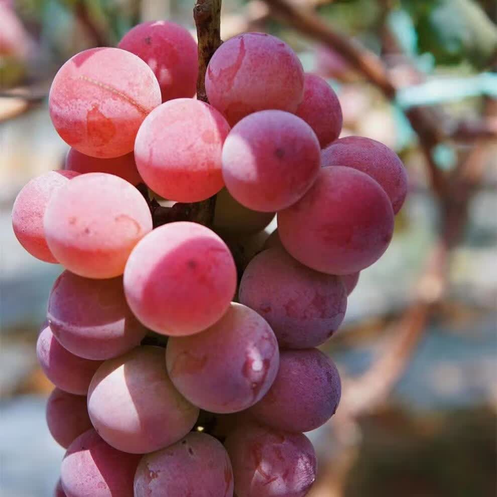 妮娜皇后葡萄红宝石4斤装新鲜水果无籽红提子罗马红宝石无核 1000g