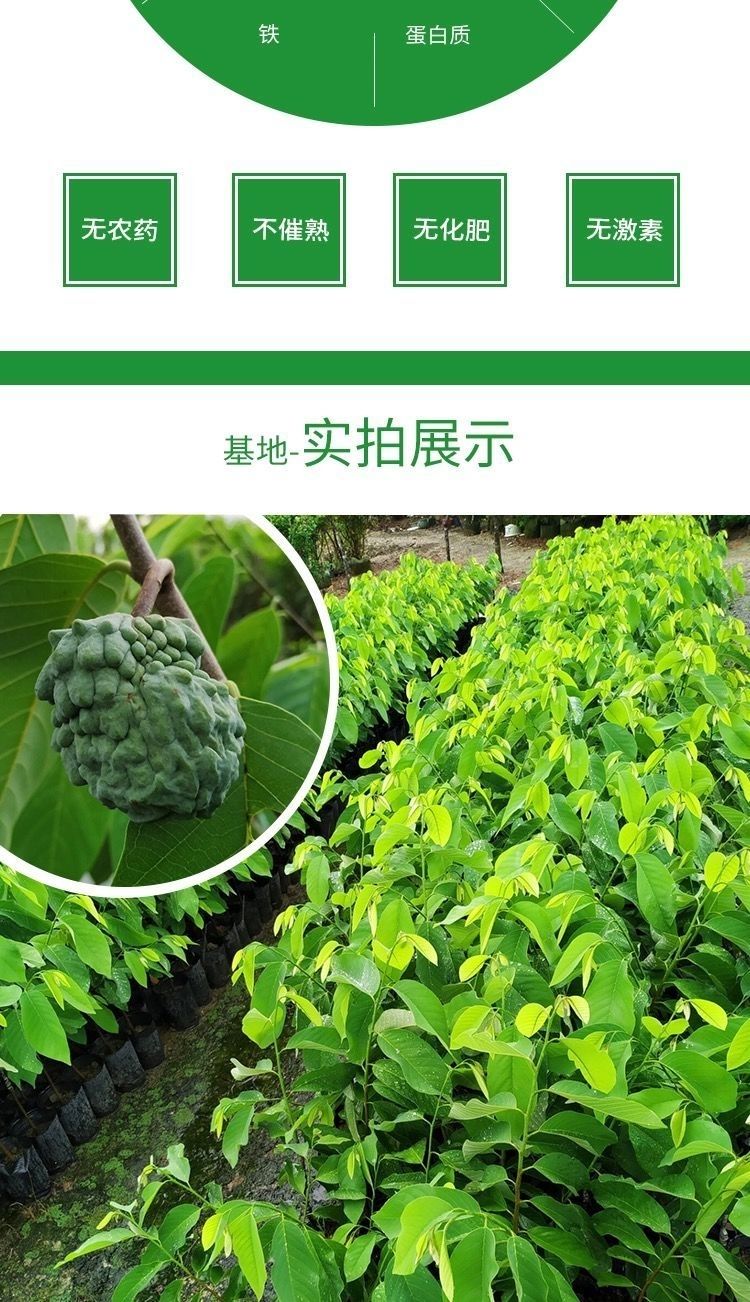 祉鹿释迦果树苗番荔枝嫁接凤梨释迦果佛头果树苗盆栽地栽当年结果释迦