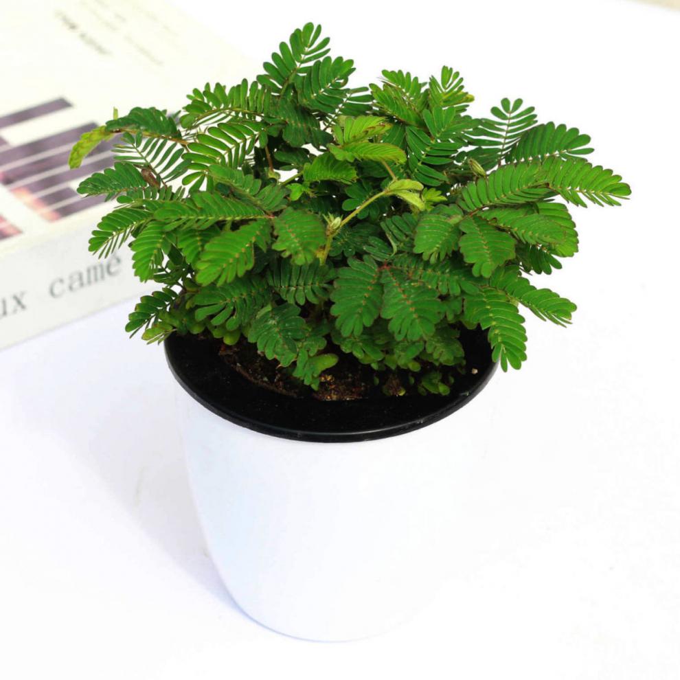 彩虹含羞草盆栽彩叶害羞草带盆趣味植物阳台室内教室办公室小绿植 朵
