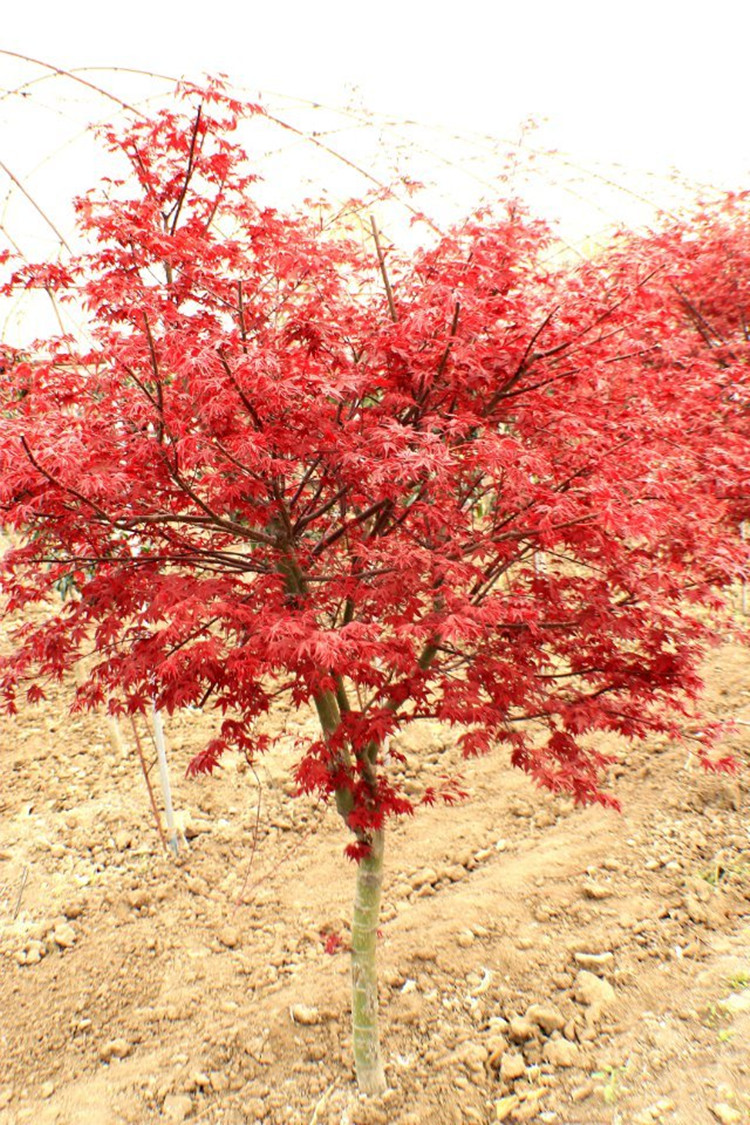 日本红枫苗红丝带美国红枫树苗嫁接苗红枫小苗绿化苗木 日本红舞姬 80