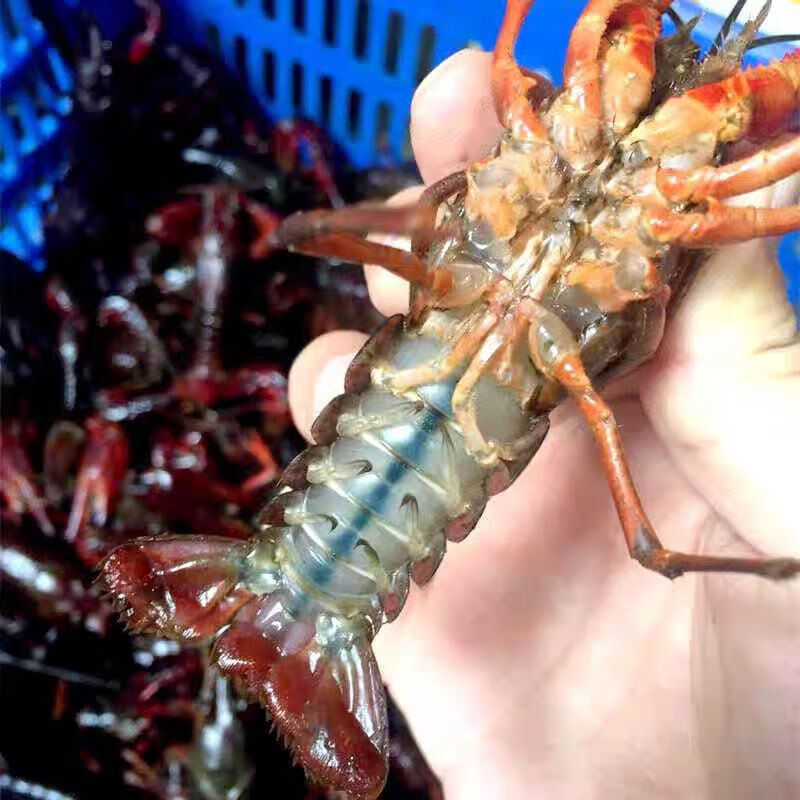 789钱钱湖北荆州潜江鲜活小龙虾水产洪湖清水虾稻田虾青红壳活虾腾旺
