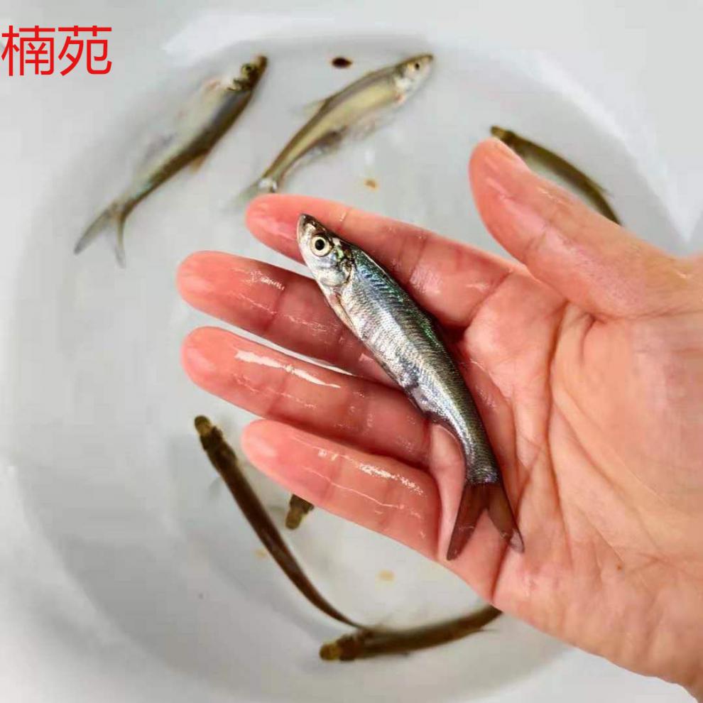 楠苑秋颖翘嘴鱼苗批发路亚翘嘴鲌鱼淡水养殖活体重庆永