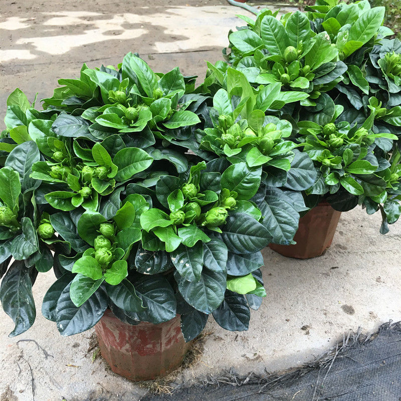 2盆230#重瓣栀子花(中叶)【图片 价格 品牌 报价】-京东